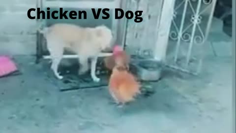 Dog vs Chicken fight …..