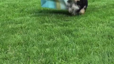 Small dog has fun with gift bag