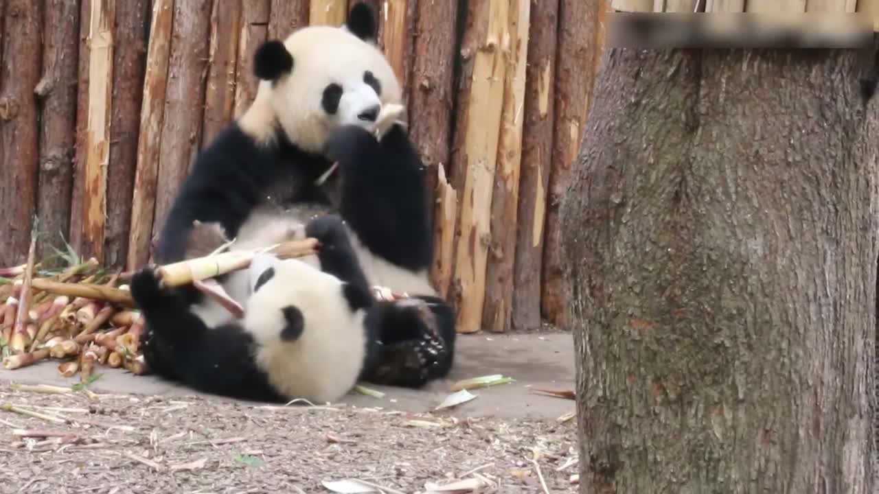 The little panda, who is not full, turns somersaults and continues to eat bamboo shoots