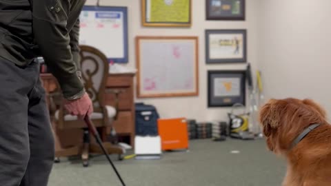 Piper the Golden Retriever Helps Dad Learn to Putt