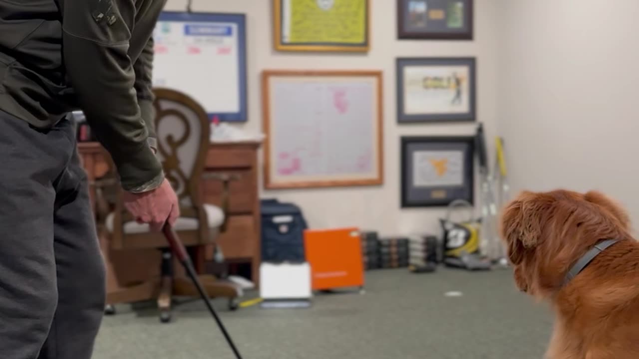 Piper the Golden Retriever Helps Dad Learn to Putt