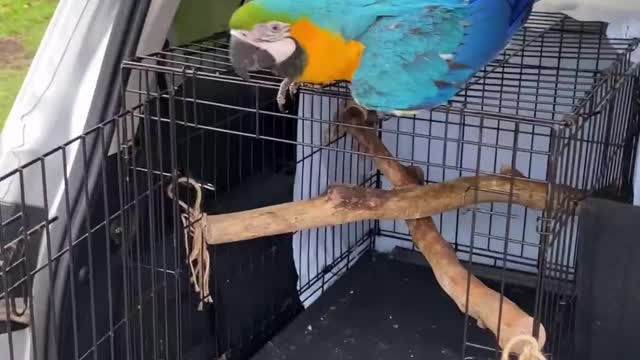 Shelby the free flighted blue and gold macaw arrives at the park to fly