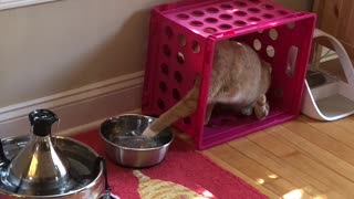 Ginger Cat has Weird Way to Play