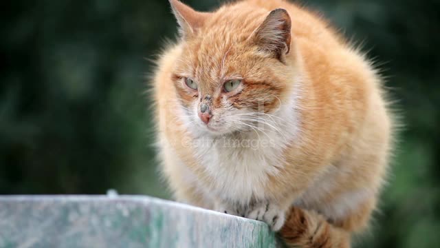 Giger Cat Sitting Outside Wind Stock Video - Downloa.mp4