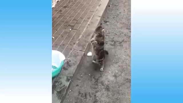 Man singing with dog - And other fynny pets