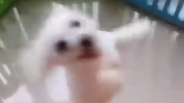 Cute Dancing Dog😀Try Not To Laugh😎😎😺
