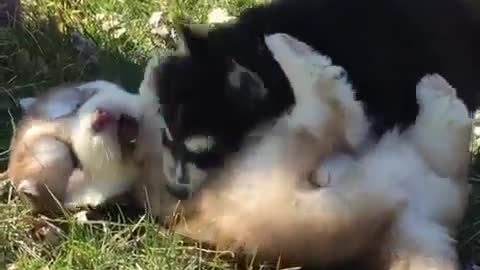 Lovely dog is man's best friend