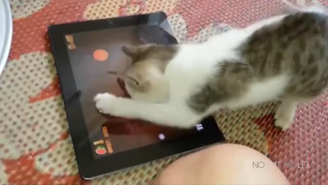 Funny Cats Compilation (Most Popular)