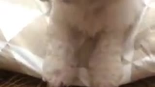 Bichon| Winter is coming!!!