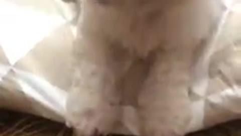 Bichon| Winter is coming!!!