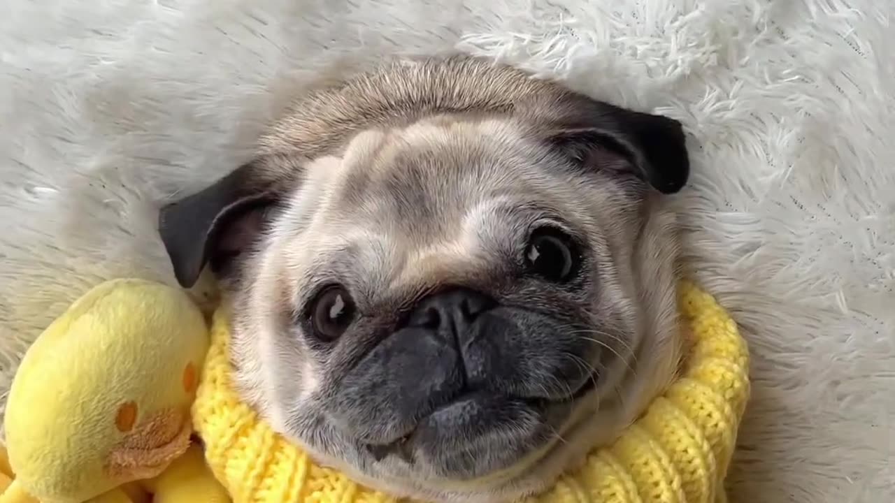 The different NOISES my ✨PUG✨ makes #dog #pug #funny #cute