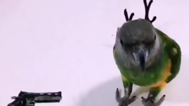 Super smart, super smart parrot.