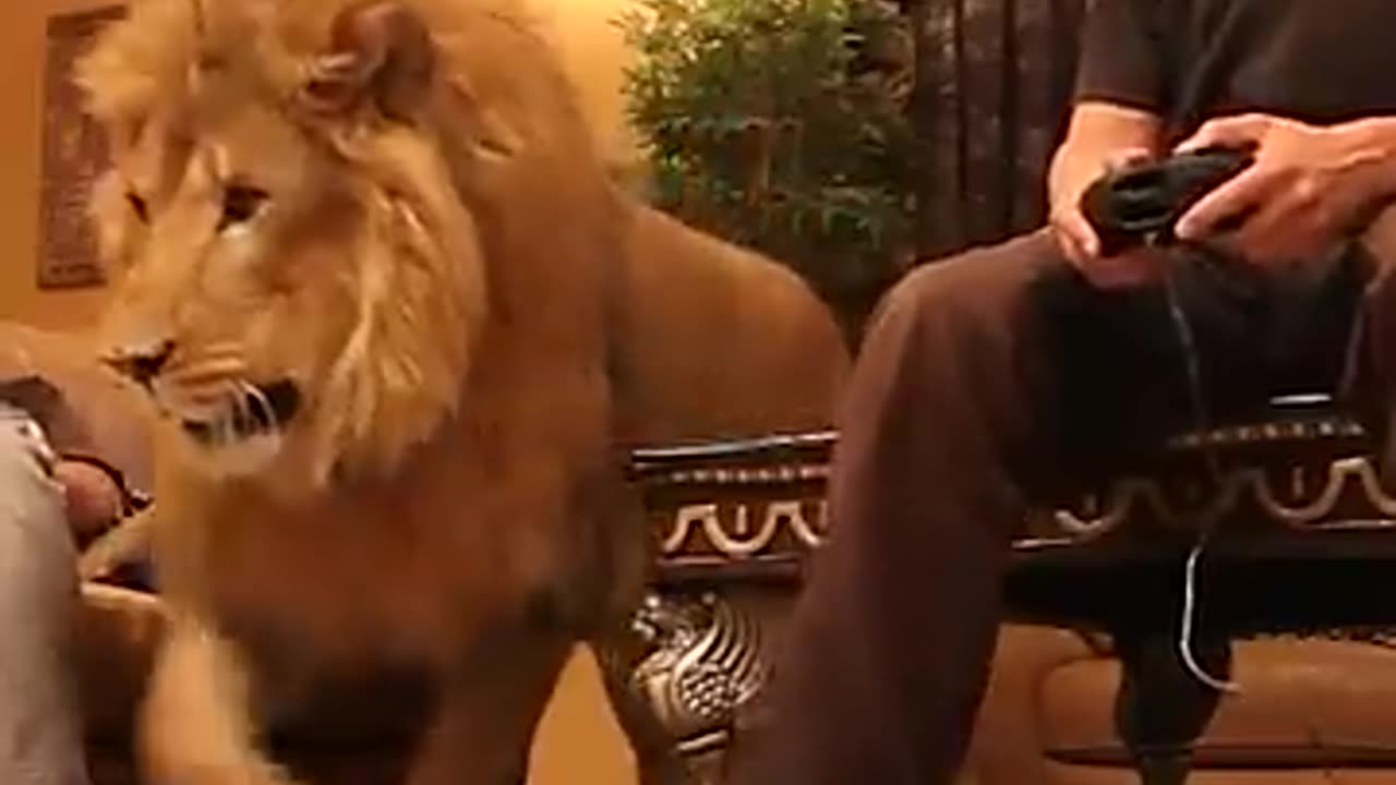 Lion wants to play video games in living room