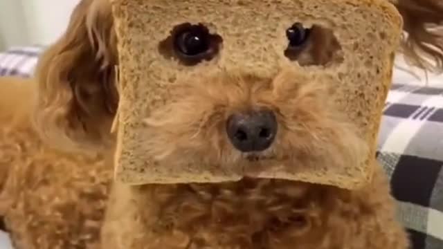 Dog Bread Face