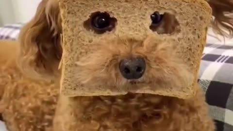 Dog Bread Face