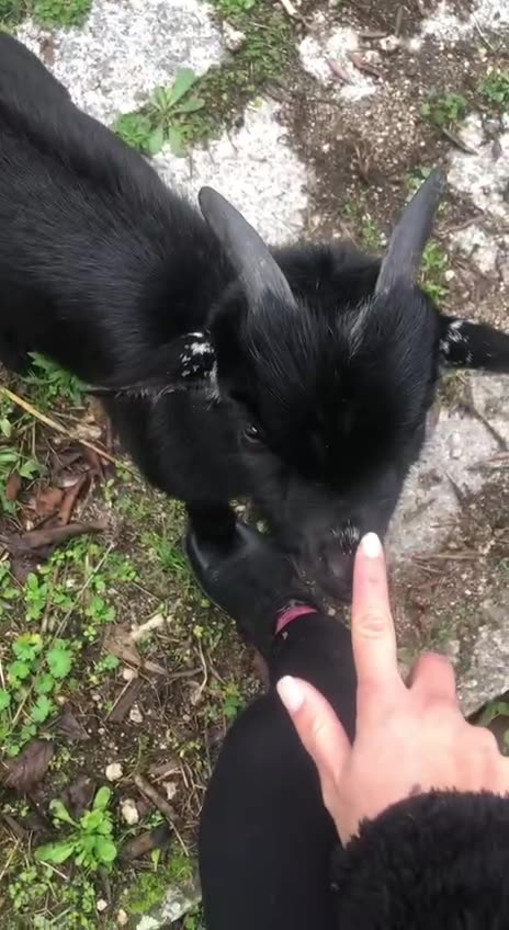 That’s one funny sounding baby goat 🤣