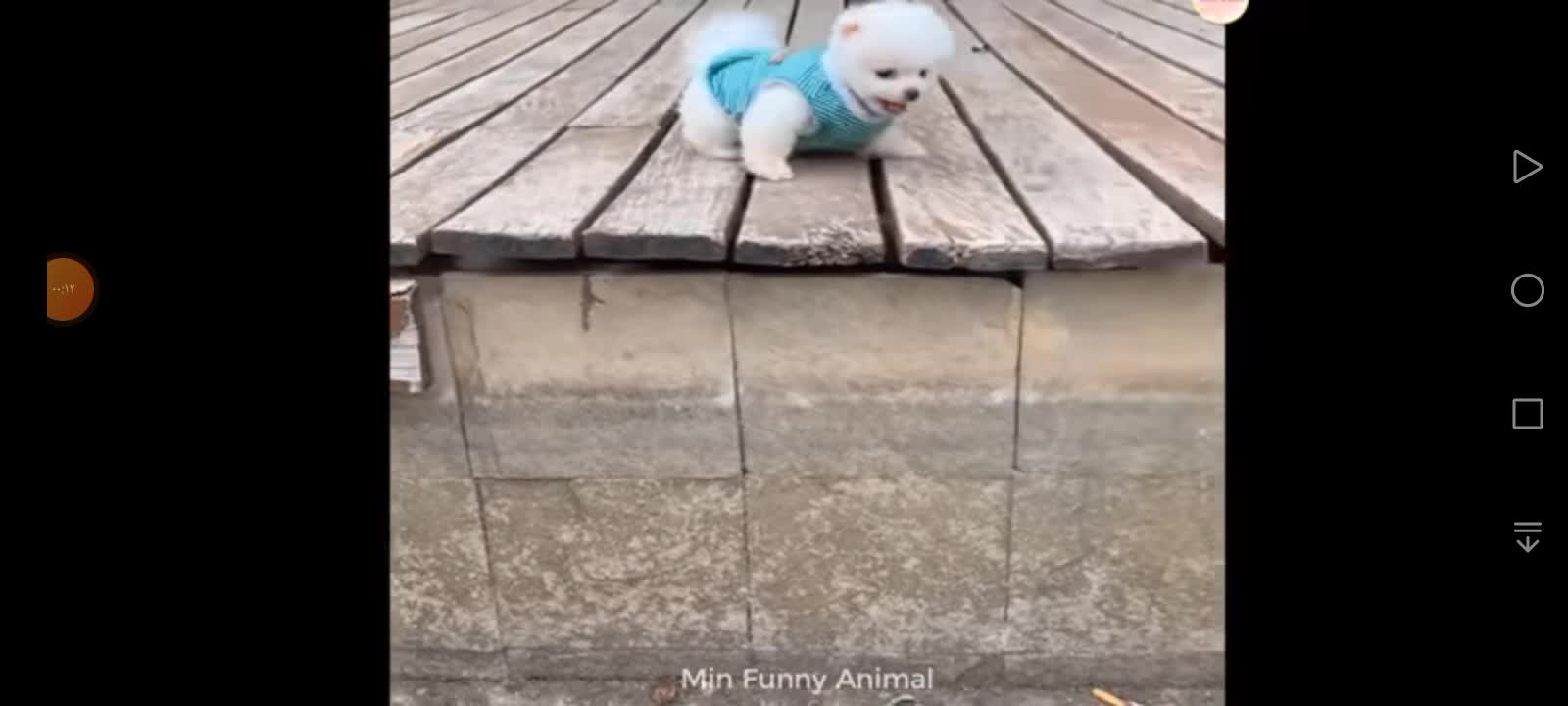 Animal playfulness that you have never seen before