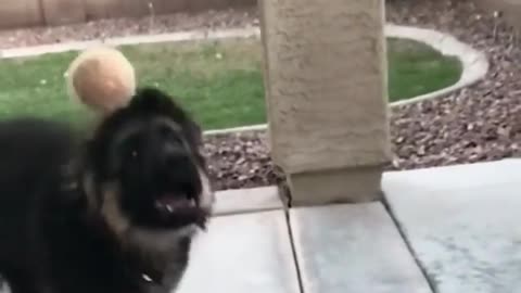 cute little animals