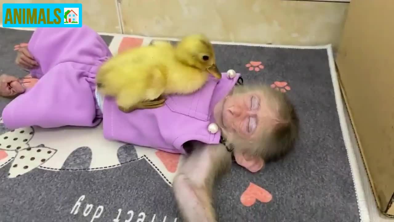 baby monkey - baby duck are playing Hide & seek games