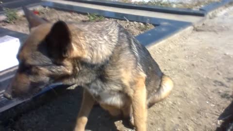 Dog Guarding Owners Grave-Watch To Find Out Why!