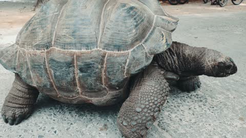 Tortoise crossing...🇸🇨