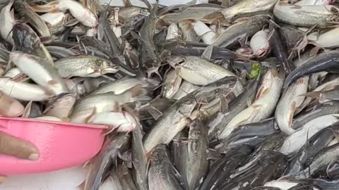 Nice Tengra Fish Video In Bangladesh Fish Market#shorts