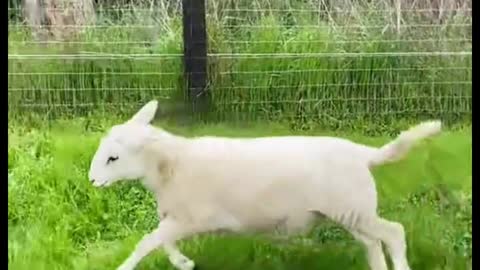 What's wrong with the sheep's eyes? This is before and after