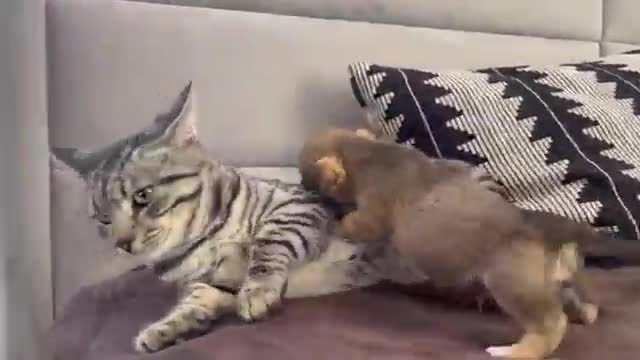 Funny Cat Reaction to Puppies [Kitty sees them for the First Time]