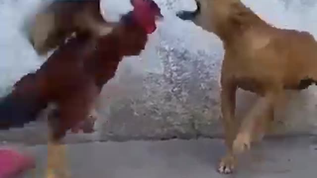 New Amazing dog funny video 2021