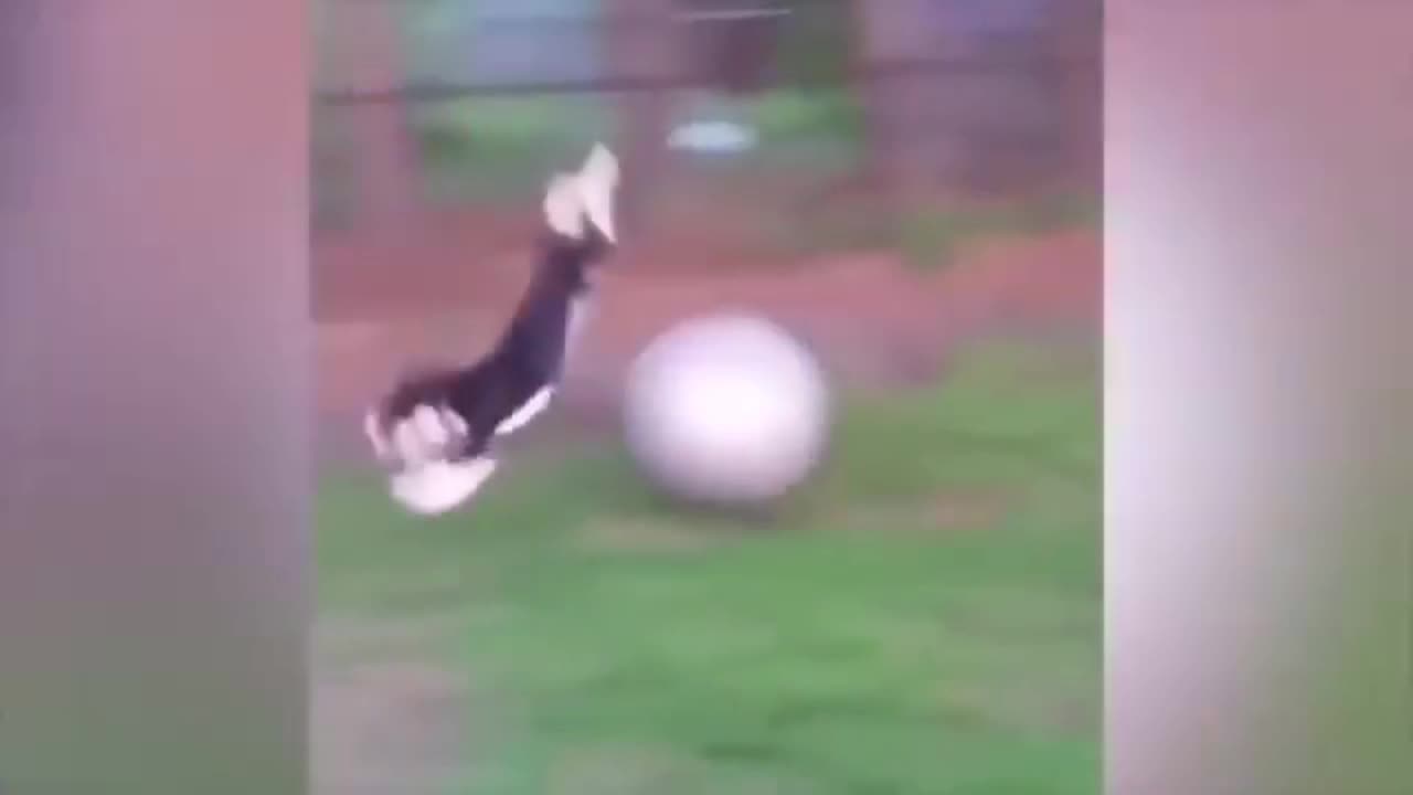 Funny Animal Fails Clips DOG with Ball 2021