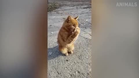 Cat funny video