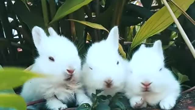 Funny and Cute Baby Bunny Rabbit Videos 🐇 Baby Animal Video 2021