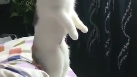 kitten standing up and looking out the window