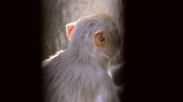monkey chimp an animal