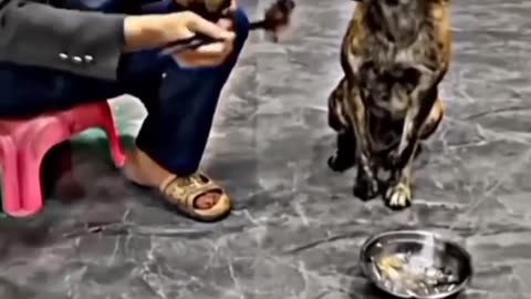 Kind doggy🤗😄