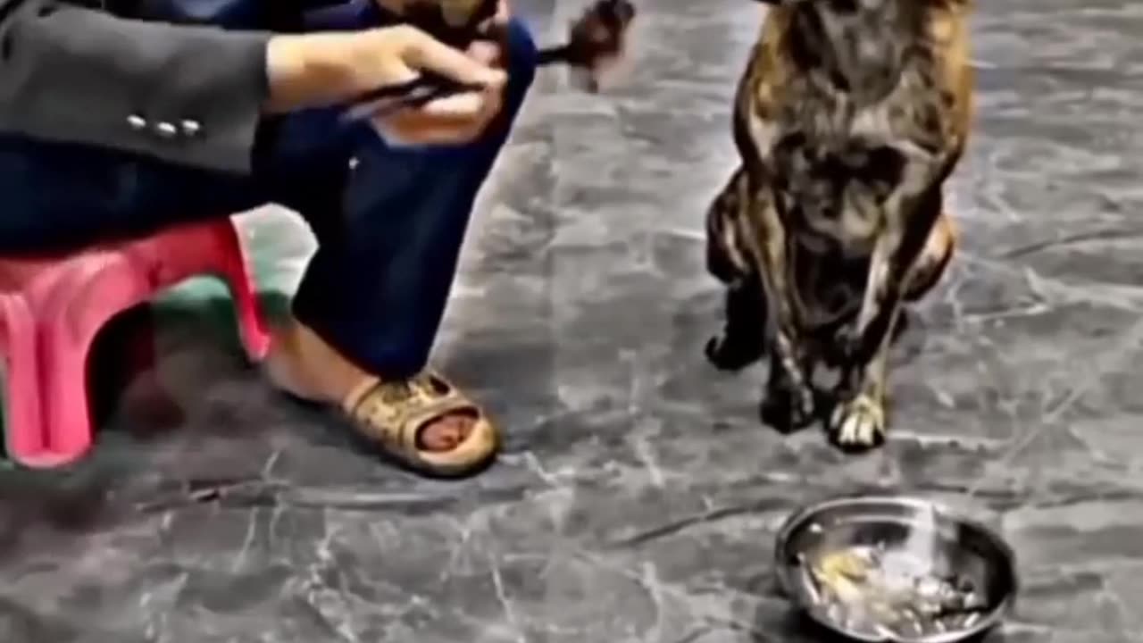 Kind doggy🤗😄
