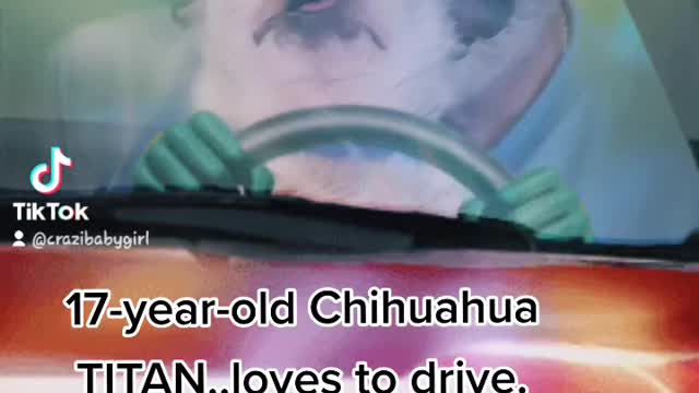 17 yr old Chihuahua TITAN STILL LOVES DRIVE'n