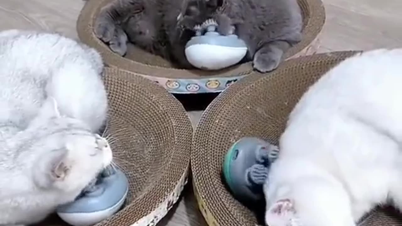 Funny Cats