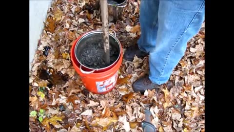 Wood ash lye (reduced to crystals)