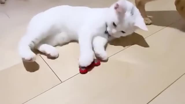 Beautiful cat playing video