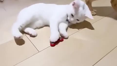 Beautiful cat playing video