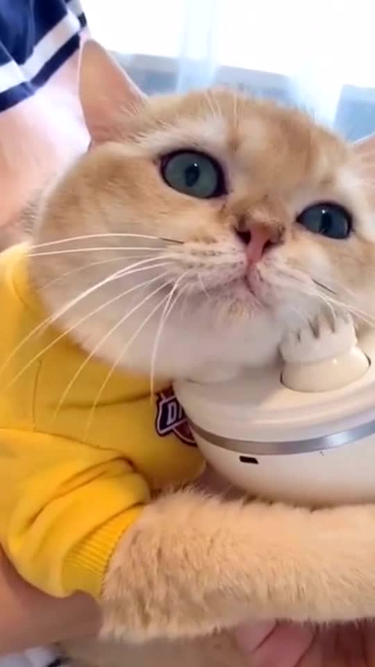 Get a facial massage 💆🐱