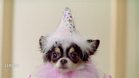 Long coat Chihuahua wearing party hat