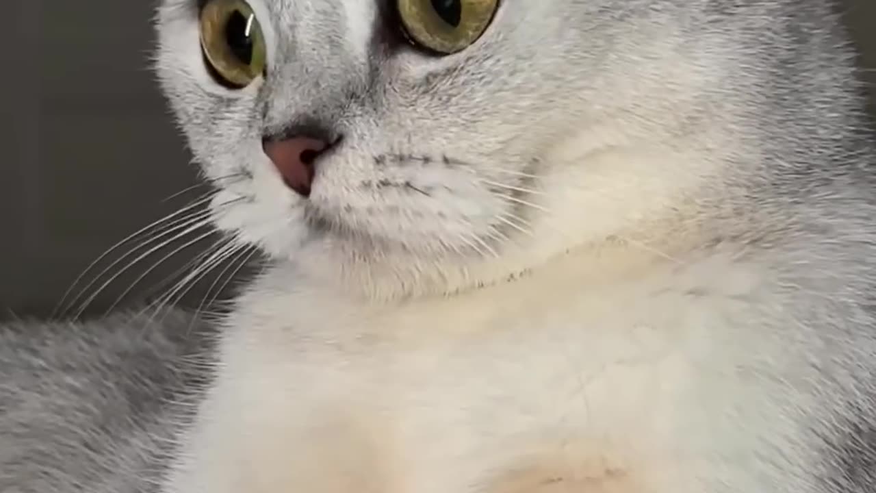 Cat short video