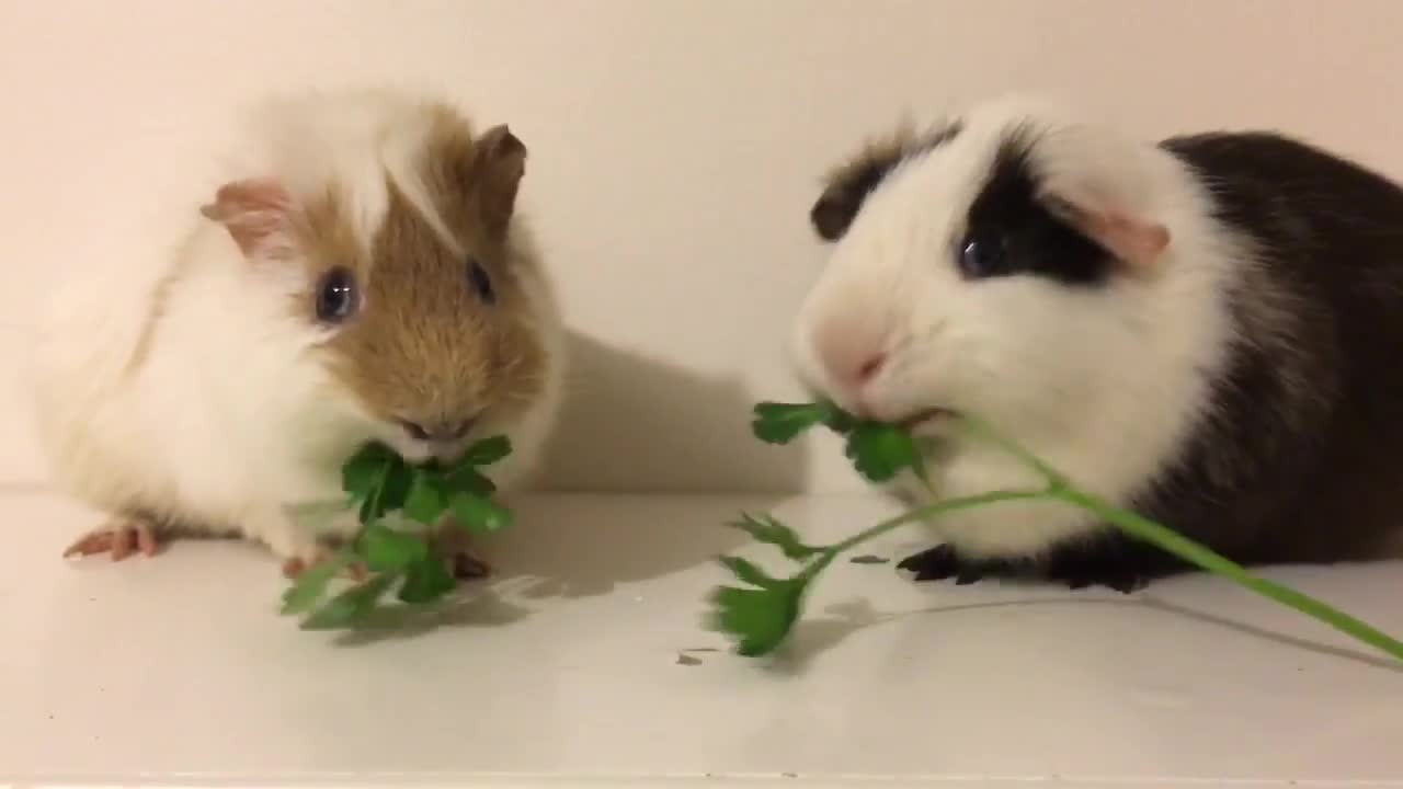 Guinea Pig Olympics: Who Can Eat Parsley The Fastest?