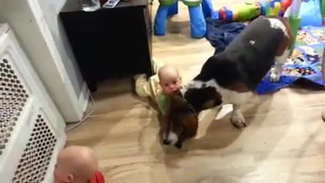 Baby twins play with basset hound