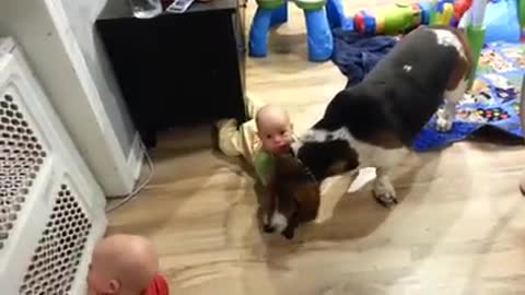 Baby twins play with basset hound