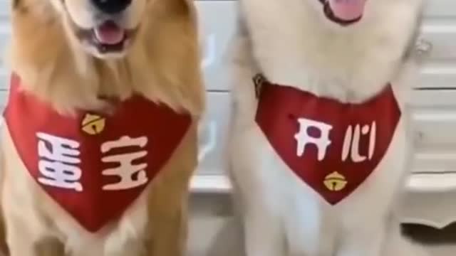 Funny dog compilation 2021 😂 #shorts