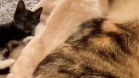 Big Cat vs Cute Cat