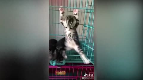 Baby cat likes exercising with friends